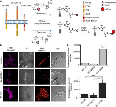 Fluorolabeling of the PPTase-Related Chemical Tags: Comparative Study of Different Membrane Receptors and Different Fluorophores in the Labeling Reactions